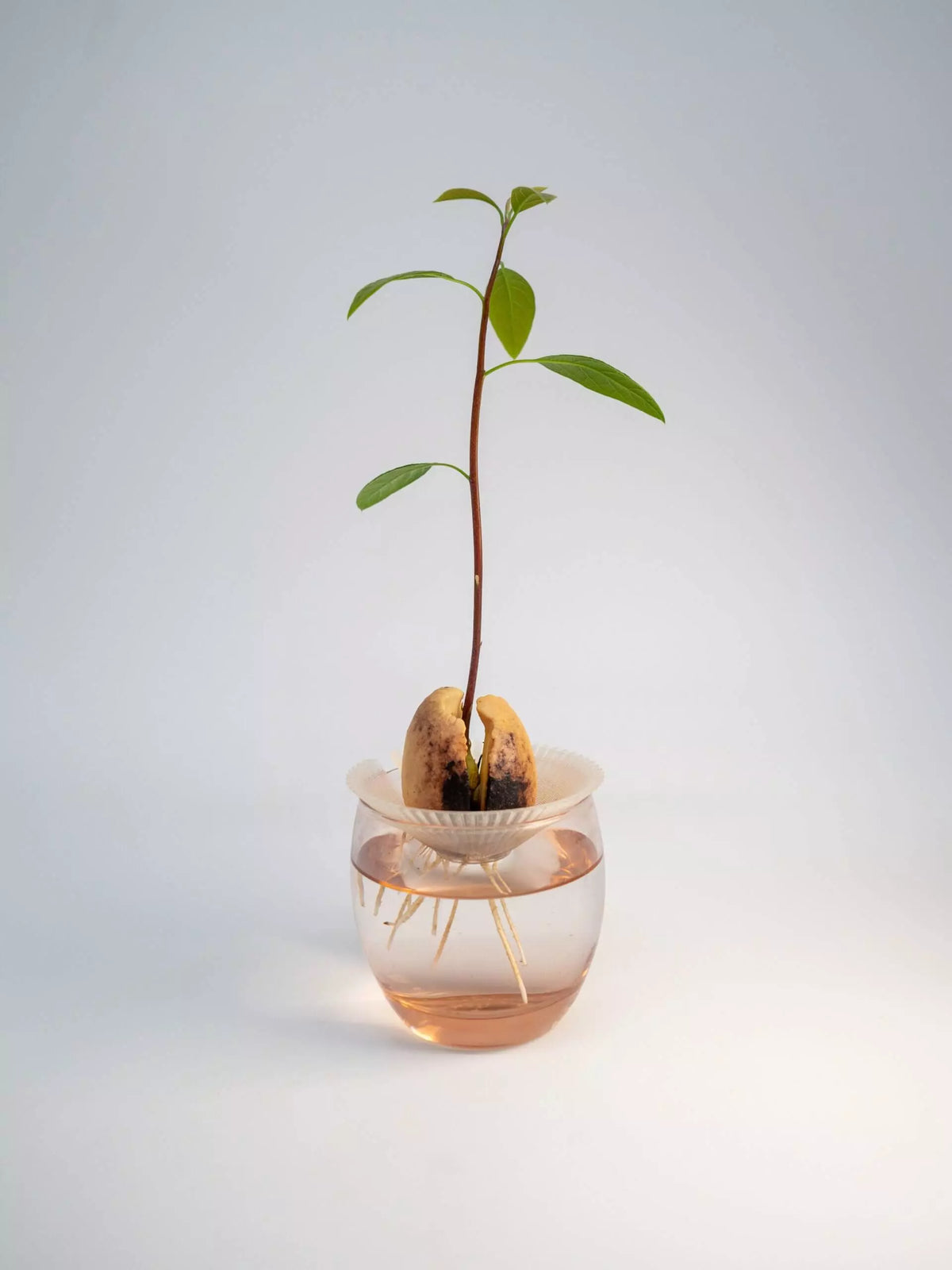 Germinatore