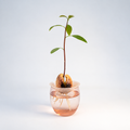 Germinatore