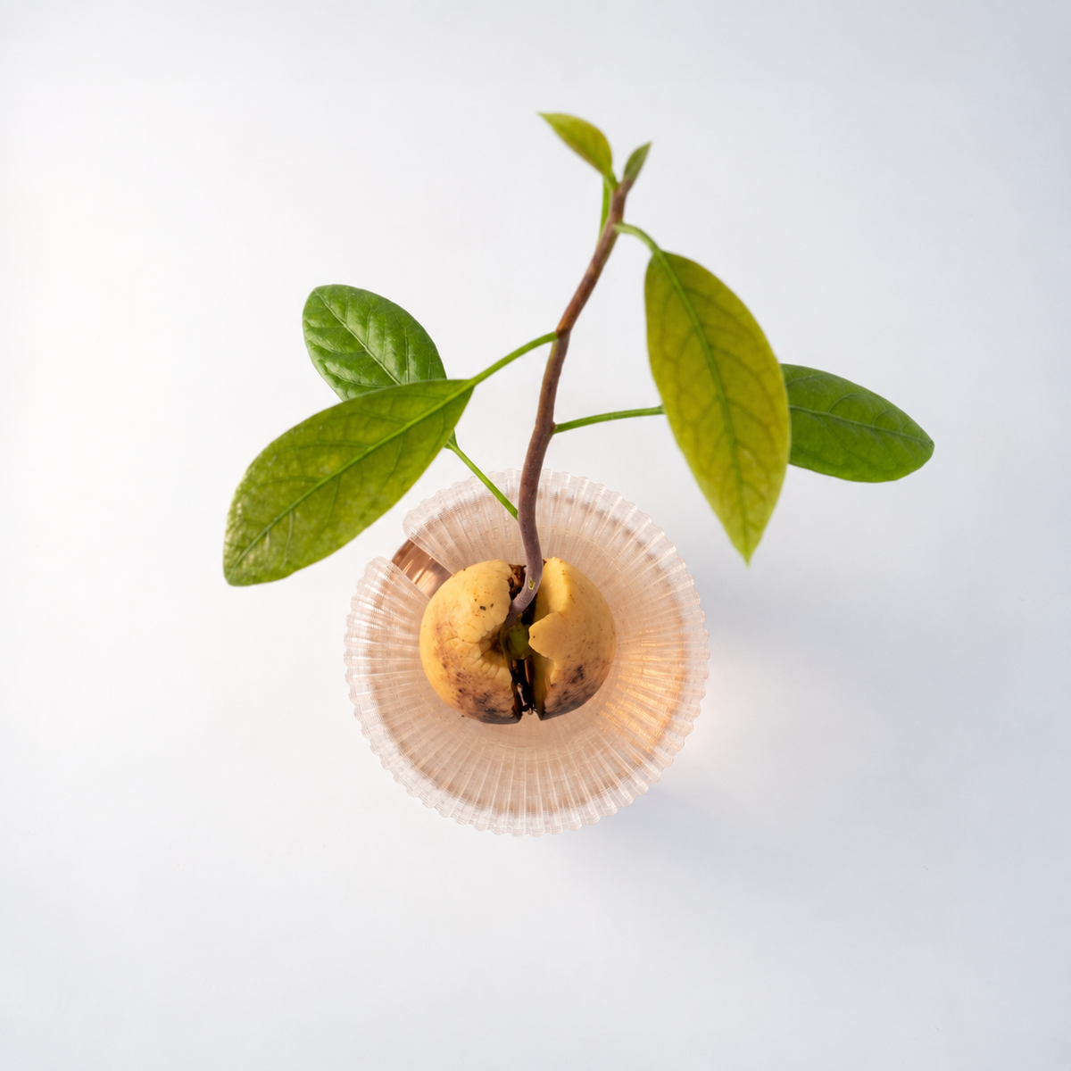 Germinatore
