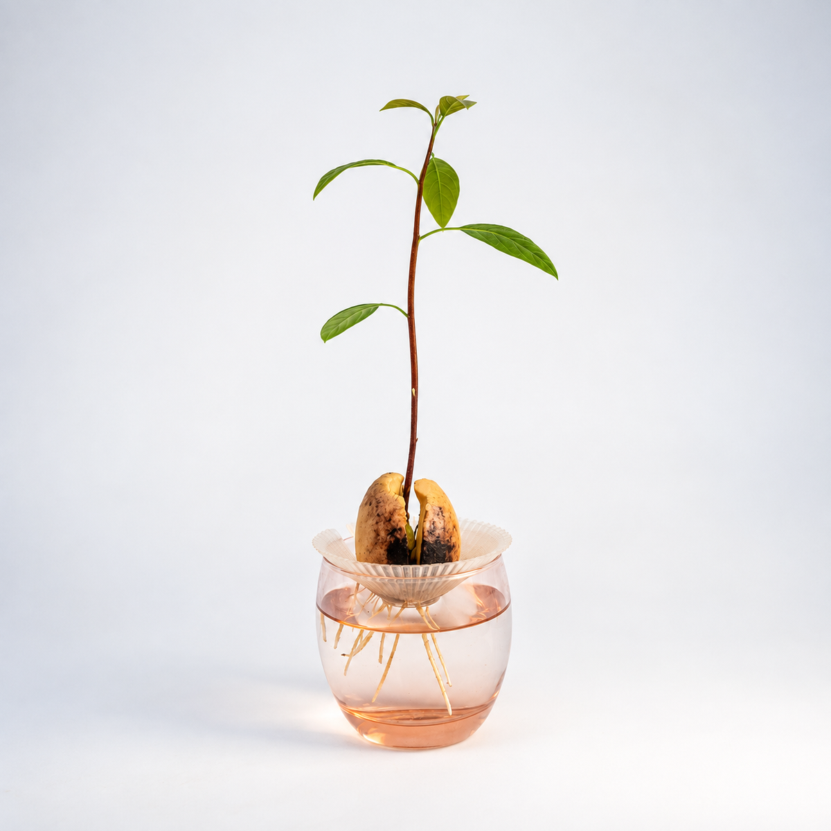 Germinatore