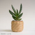 Organic 2