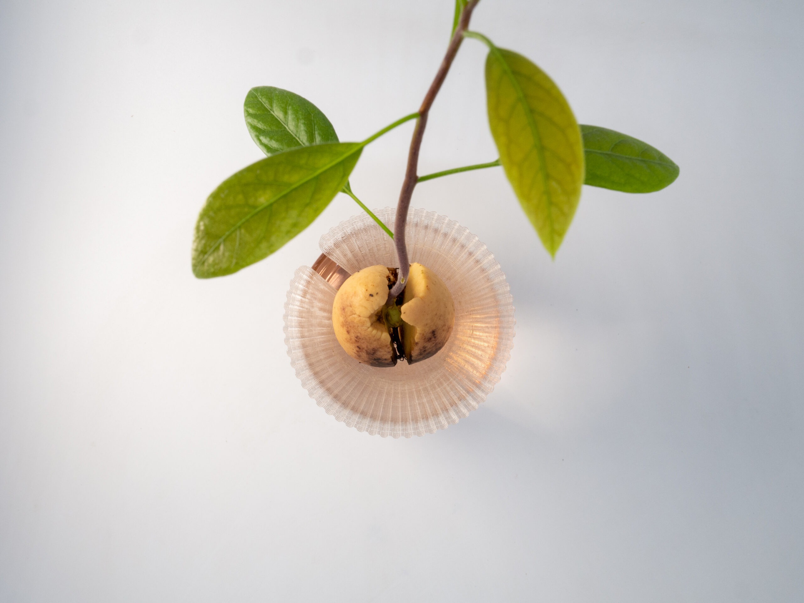 Germinatore