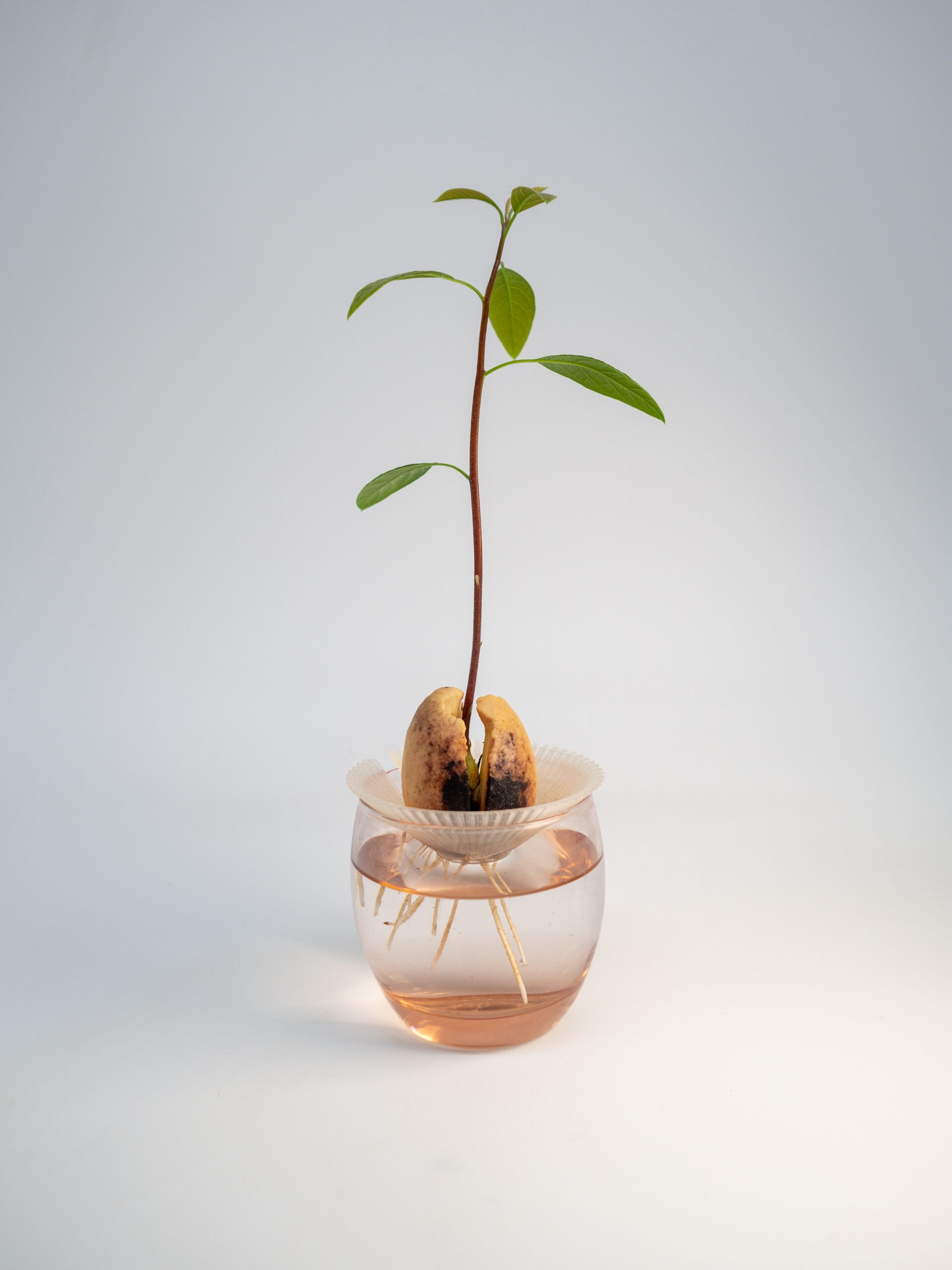Germinatore