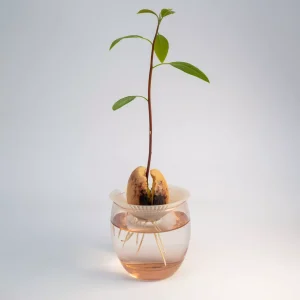 Germinatore