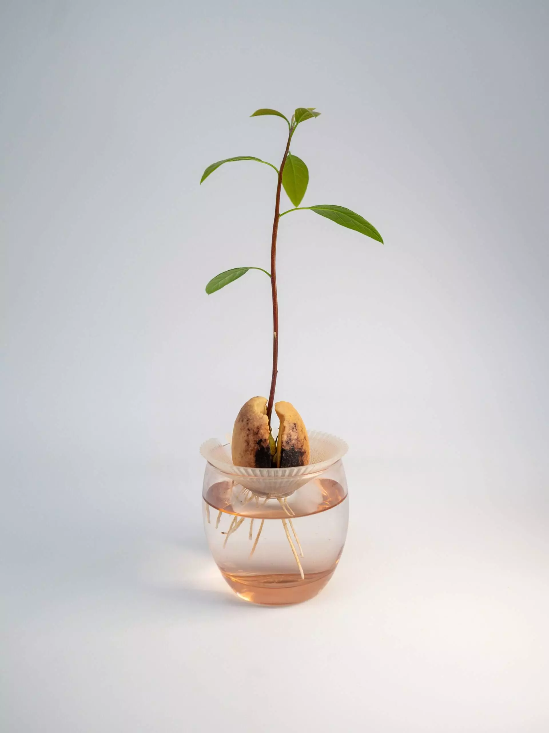 Germinatore