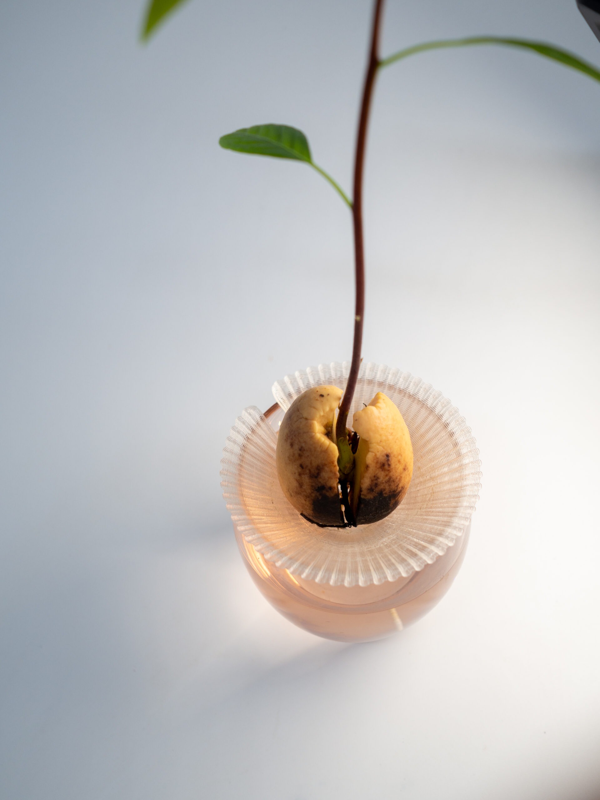 Germinatore