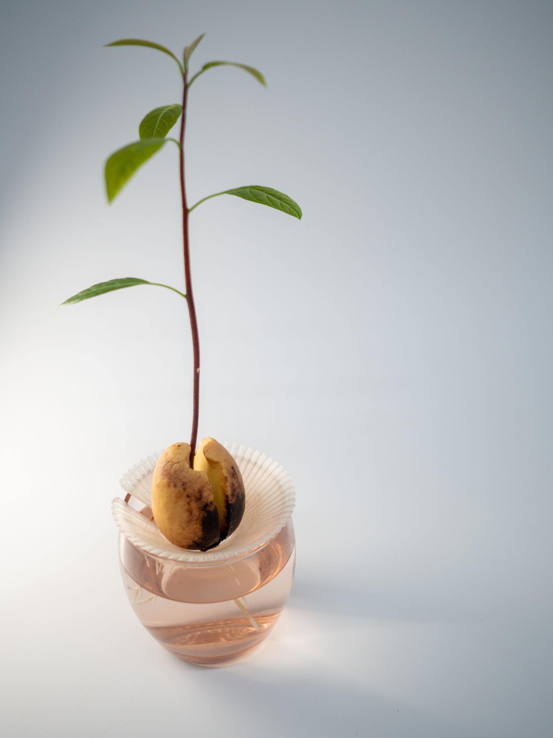 Germinatore