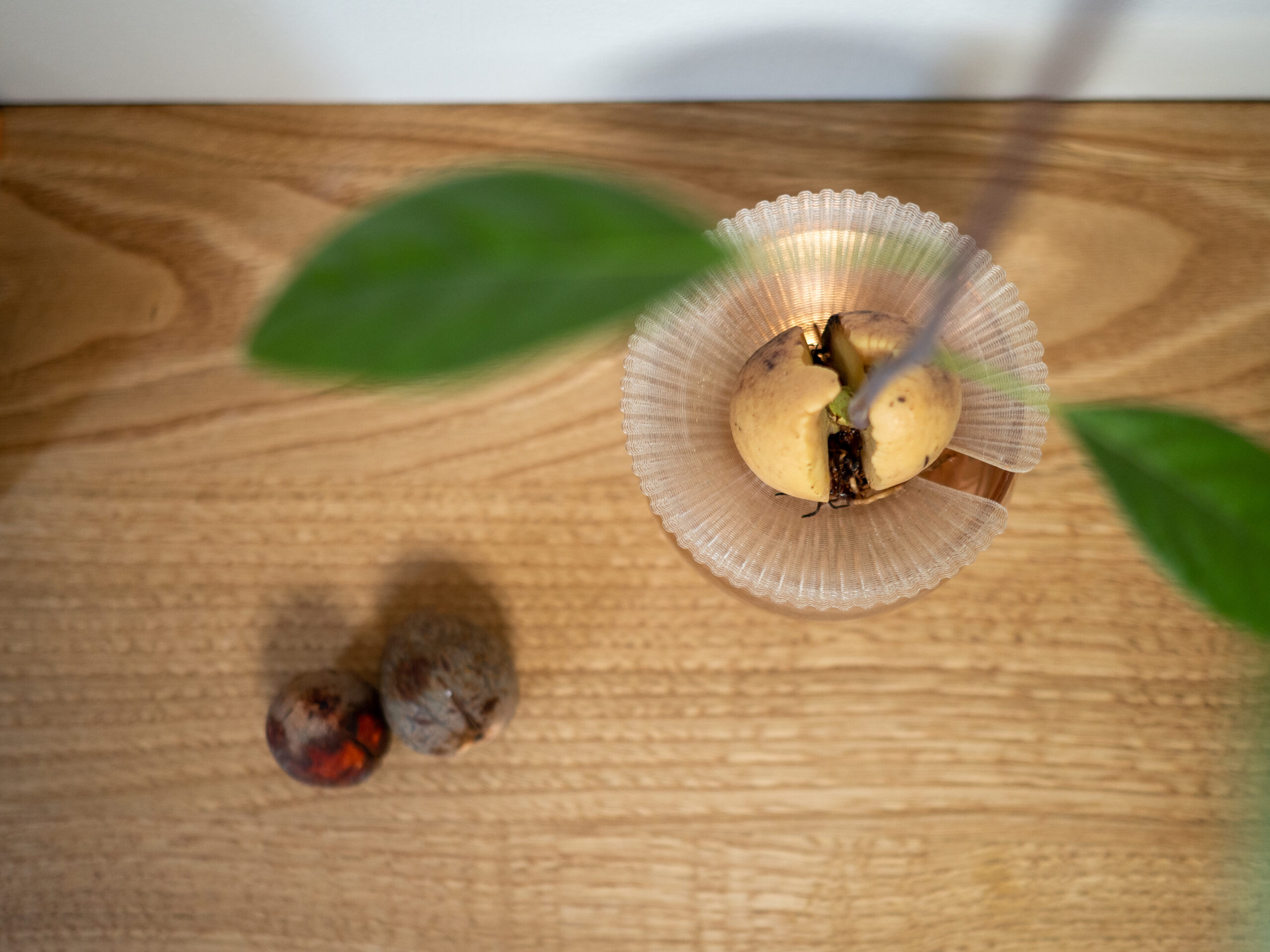 Germinatore